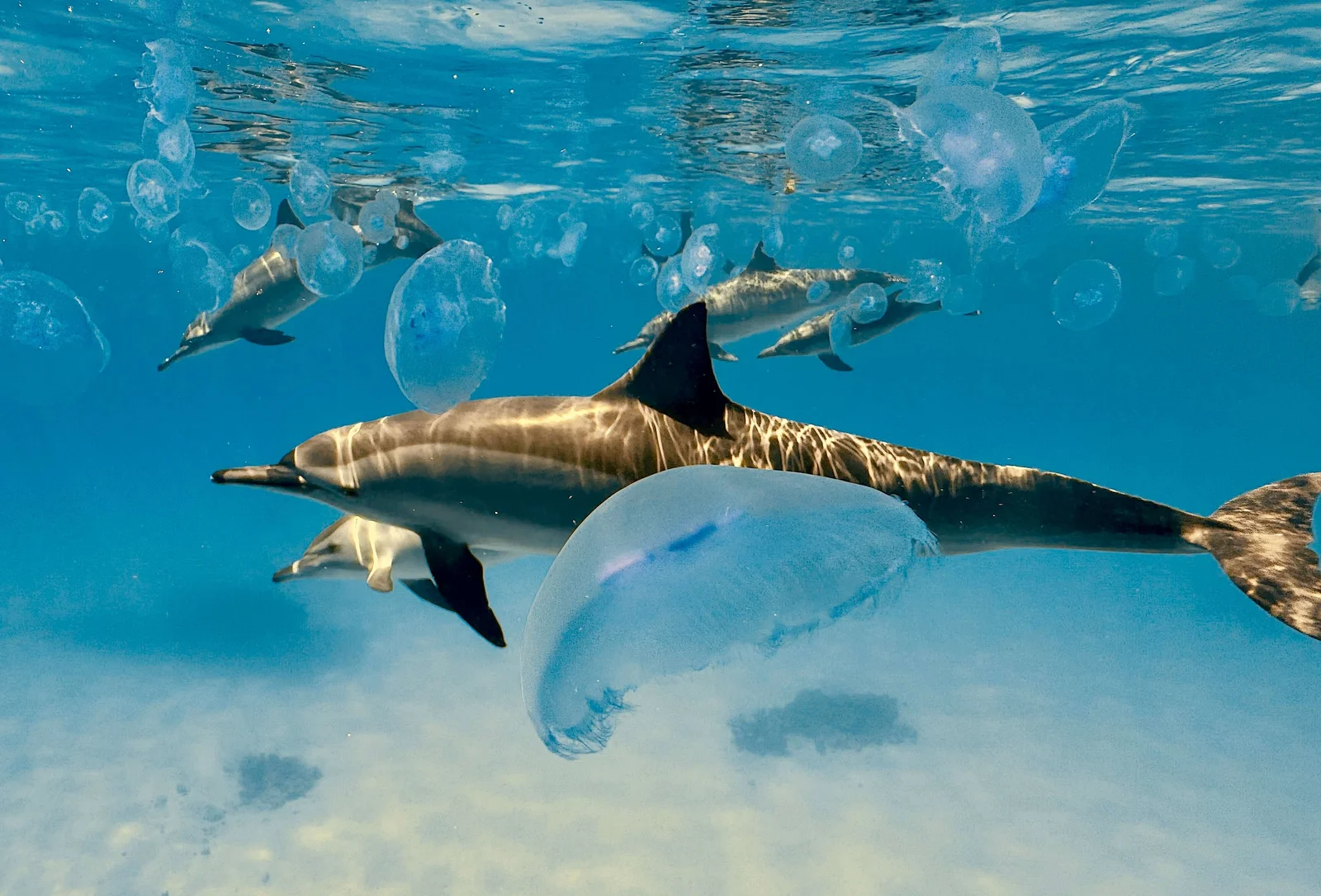 A wild dolphin among jellyfish in sunlit water